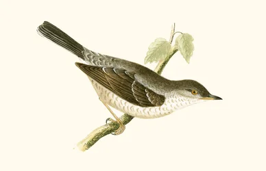 Barred Warbler (illustration from 