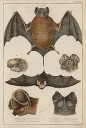 Bats