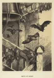 Bats at home