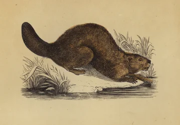 Beaver