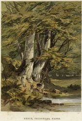 Beech Trees, Near Selborne, Hampshire