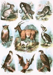 Biblical Illustrations