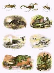 Biblical natural history