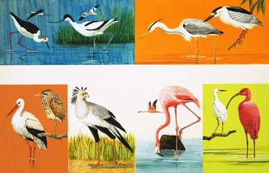 Birds with Long Legs