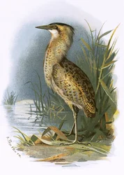 Bittern