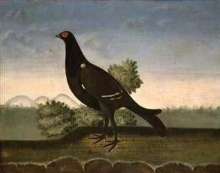 Black Grouse