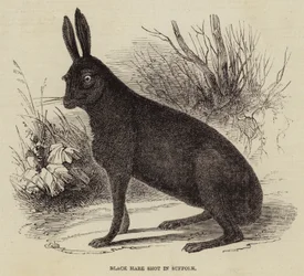 Black Hare Shot in Suffolk