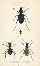Blue-spotted or golden-spotted tiger beetle, Cicindela aurulenta, saber-toothed ground beetle, Anthia decemguttata, huge violet ground beetle, Carabus scabrosus tauricus, and ground beetle, Carabus hispanus