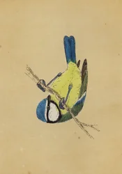 Blue Titmouse