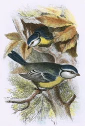 Blue Titmouse