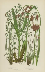 Blunt-Edged Club Rush, Salt Marsh Club Rush, Wood Club Rush, Chocolate-Headed Club Rush, Scaly Stalked Club Rush