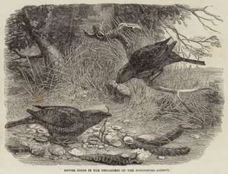 Bower Birds in the Menagerie of the Zoological Society