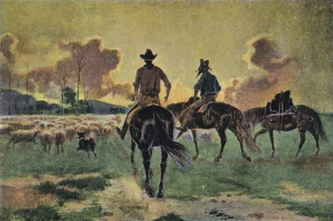 Bringing Home the Sheep