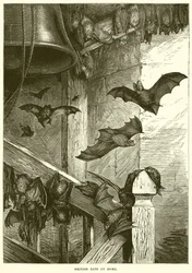 British Bats at Home