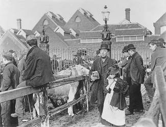 British village cattle market, Victorian, 19th century