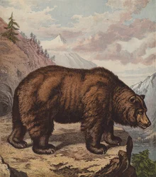 Brown Bear