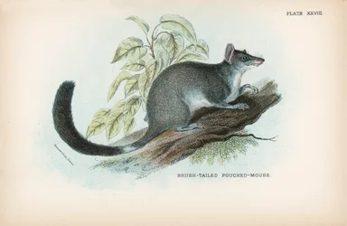 Brush-Tailed Pouched-Mouse