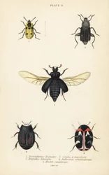 Burying beetle, Nicrophorus humator, carrion beetles, Necrodes littoralis, Dendroxena quadrimaculata, carpet beetle, Anthrenus scrophulariae, and Hister quadrimaculatus var