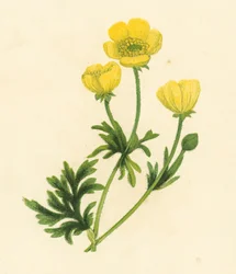 Buttercup, Ranunculus Bulbosus