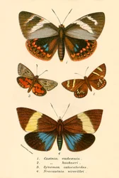 Butterflies