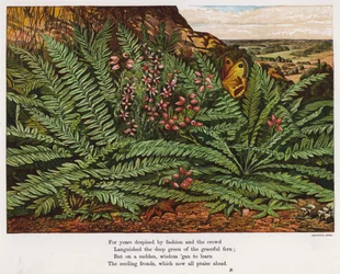 Butterfly and ferns