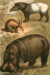 Cape Anteater, Malay Tapir and Hippopotamus