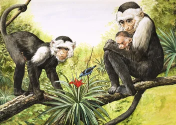 Capuchin Monkeys, illustration from 