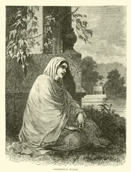 Cashmerian Widow