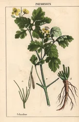 Celandine Showing Yellow Flowers and Roots, from 