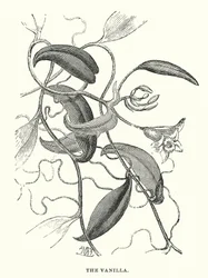 Central America: The vanilla