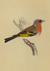 Chaffinch