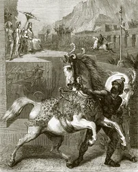 Chariot Horses of Nineveh