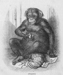 Chimpanzee