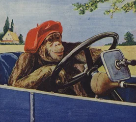 Chimpanzee driving a car