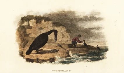Chinese man cormorant fishing on the banks of a lake