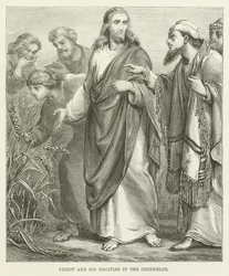 Christ and His Disciples in the Cornfields