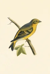 Citril Finch, illustration from 