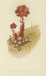 Cobweb houseleek