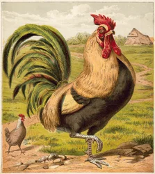 Cock