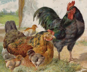Cockerel, hen and chicks