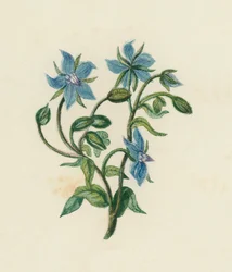 Common Borage, Borago Officinalis