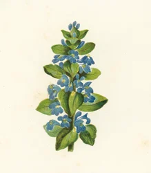 Common Bugle, Ajuga Reptans