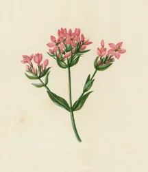 Common Centaury, Erythraea Centaurium