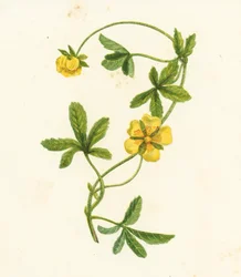 Common Creeping Cinquefoil, Potentilla Reptans
