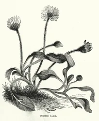 Common Daisy