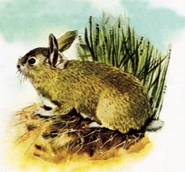 Common English rabbit
