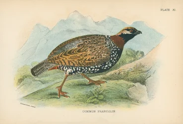 Common Francolin