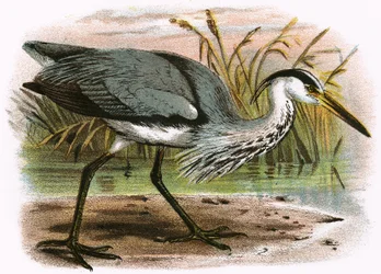 Common Heron