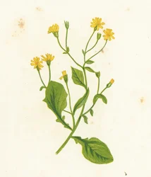 Common Nipple-Wort, Lapsana Communis