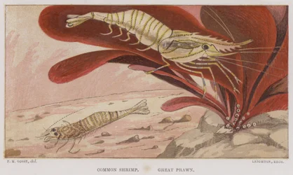 Common Shrimp, Great Prawn